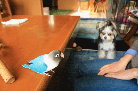 c0145250_10253154.gif