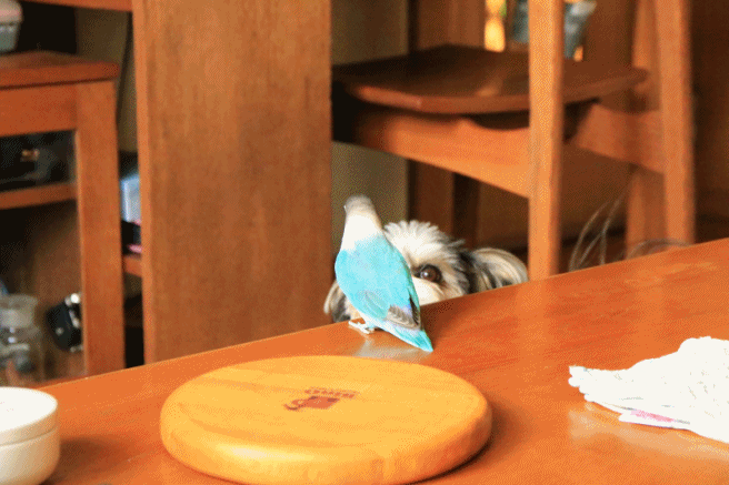 c0145250_10254818.gif