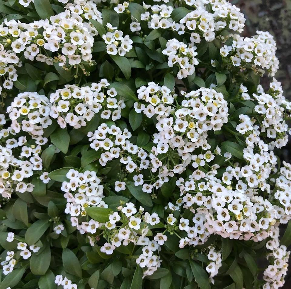 c0115560_14291906.jpg