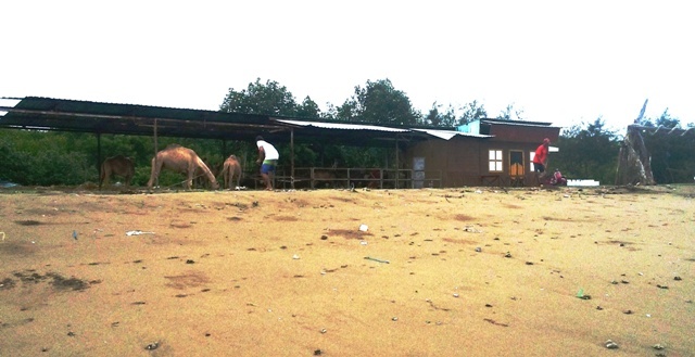 d0083068_10545591.jpg
