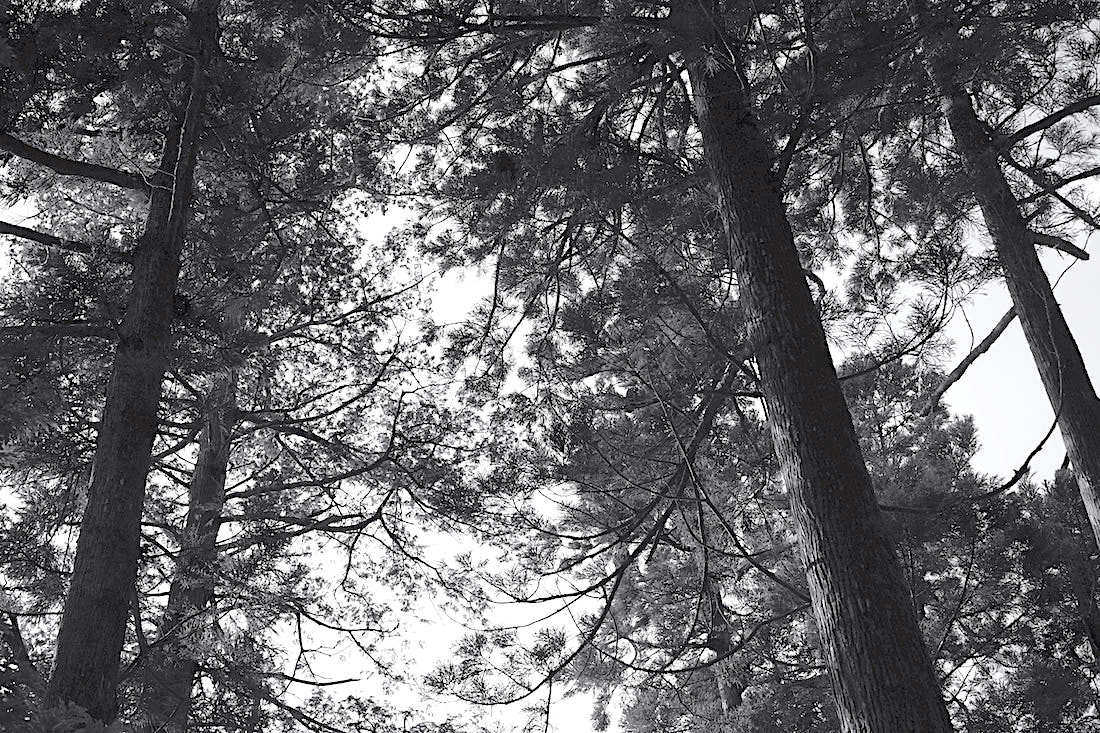 d0175768_12580147.jpeg