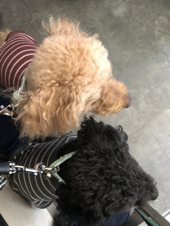 2019年1月24日 今日は富士山休み_b0098584_19172496.jpeg