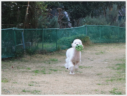 b0175688_19530997.gif