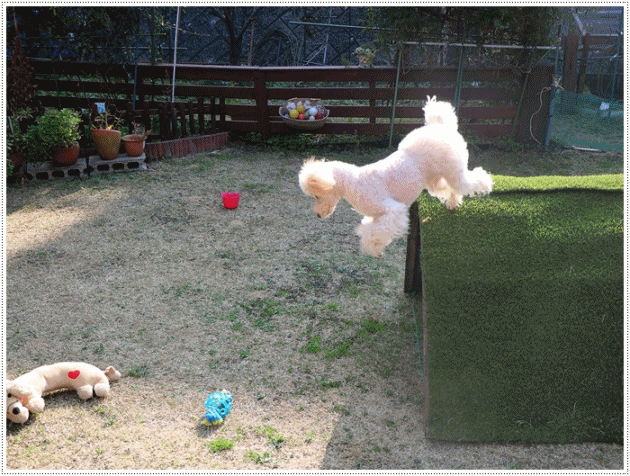 b0175688_19550579.gif