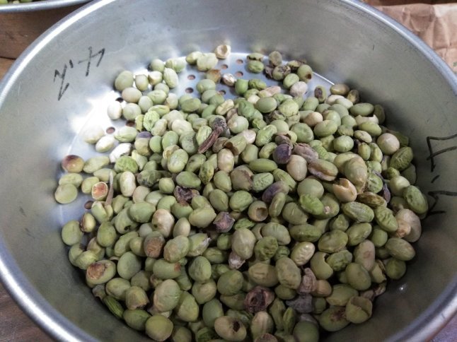 93から100に近づける作業は時間がかかる 大豆の選別はきりがないという話 : 岡山の米屋四代目 明日のご飯ブログ