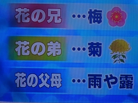 クイズ ひめ天 梅の別名は 花の 19 1 24 徳ちゃん便り