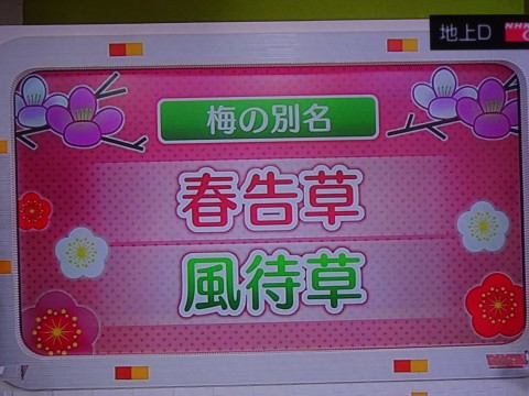 クイズ ひめ天 梅の別名は 花の 19 1 24 徳ちゃん便り