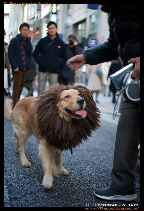 銀座 ライオン犬 Ti Photograph Jazz