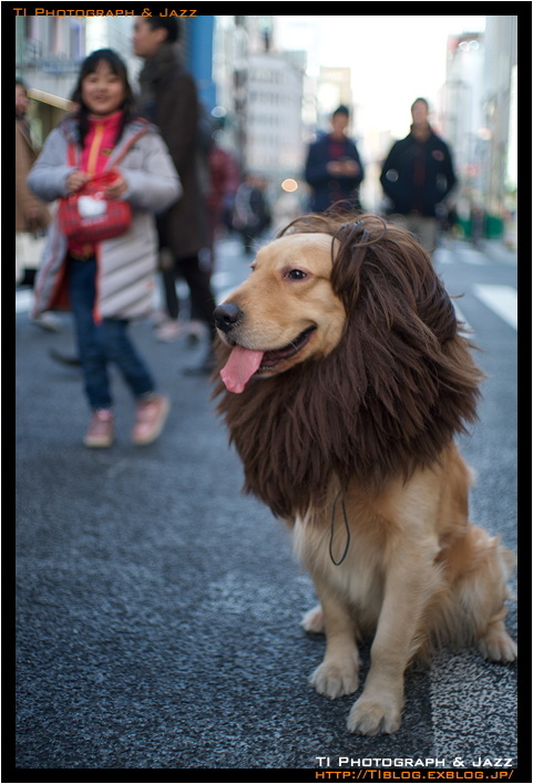 銀座 ライオン犬 Ti Photograph Jazz