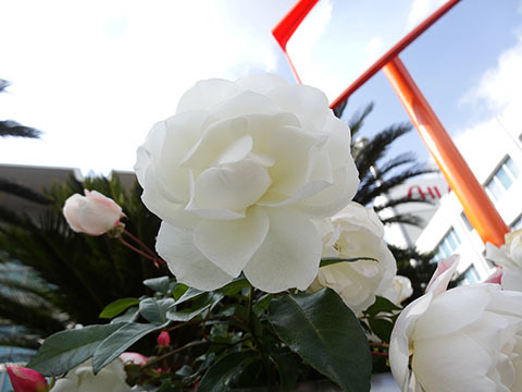 e0376329_03072732.jpg