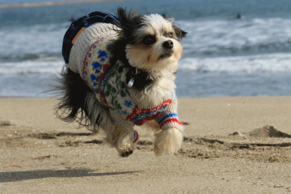 c0145250_09191371.gif