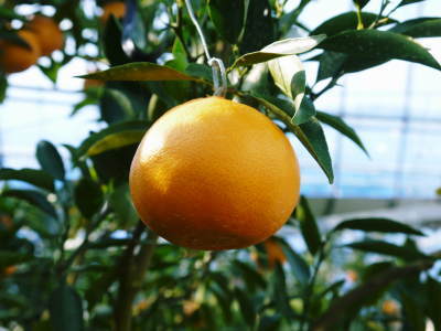 究極の柑橘「せとか」　お待たせしました！平成31年度の『プリンセスせとか』予約受付スタート！_a0254656_18005720.jpg