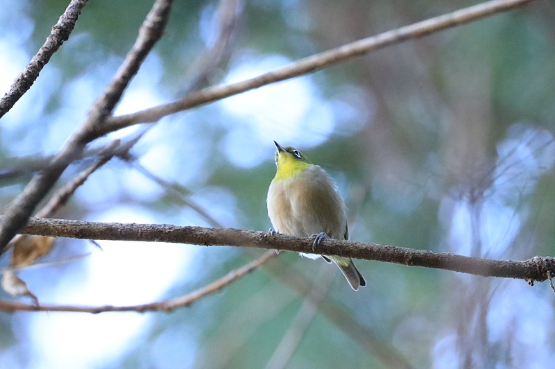 公園の鳥さんたち♪_a0167759_2271423.jpg