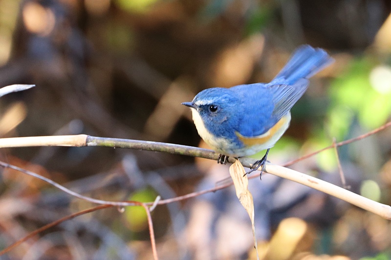 幸せの青い鳥 Happy Cafe Vol 2 幸せの青い鳥 Happy Cafe Vol 2