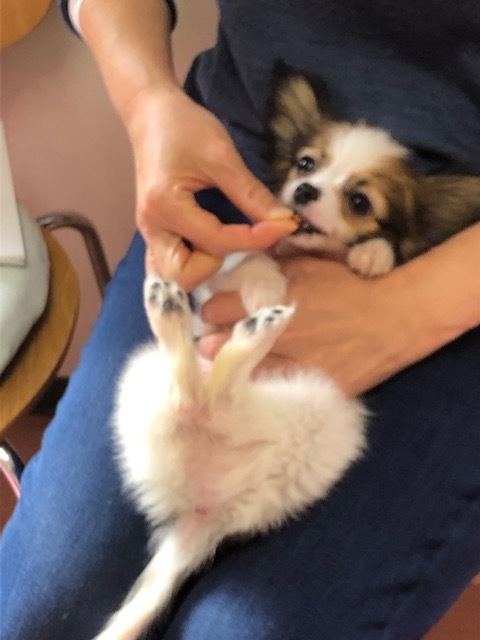 パピー教室(2019・1・25)_e0367571_19535346.jpg