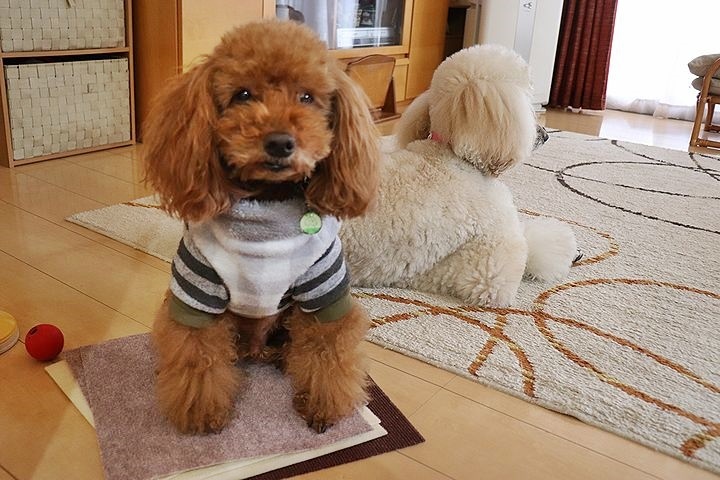 怪我防止対策のタイルマット。_b0111376_15280846.jpg