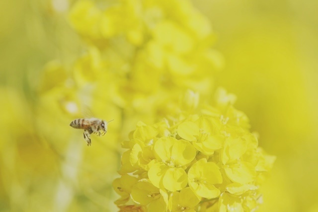 ミツバチ の 春ごはん 野山の住認たち