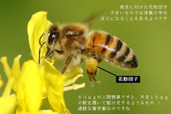 ミツバチ の 春ごはん 野山の住認たち