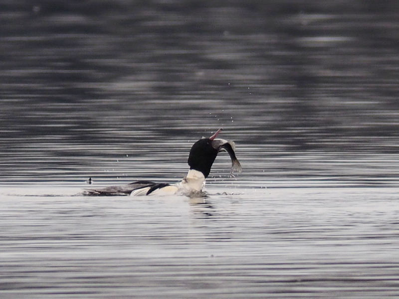 f0372177_16201527.jpg