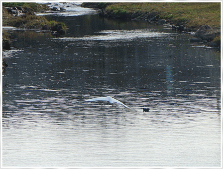 b0175688_00373921.gif