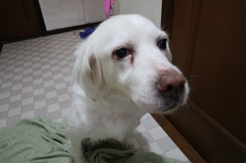 リナ、元気です!_c0337990_23342311.jpg