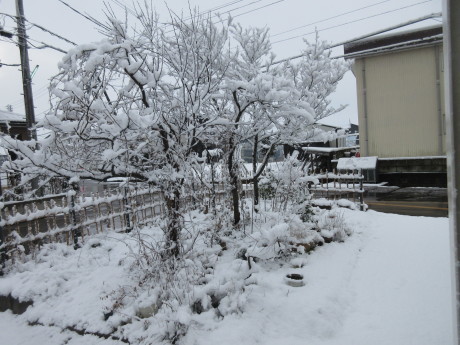 くーねこの怪我_a0203003_12521780.jpg
