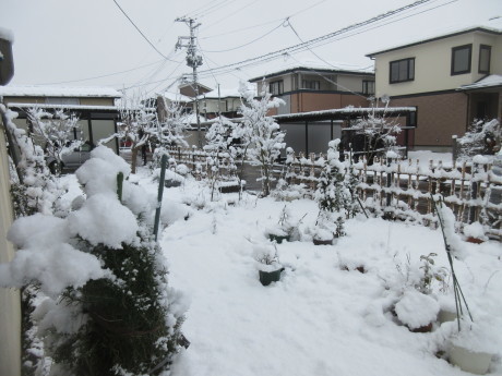 くーねこの怪我_a0203003_12523056.jpg