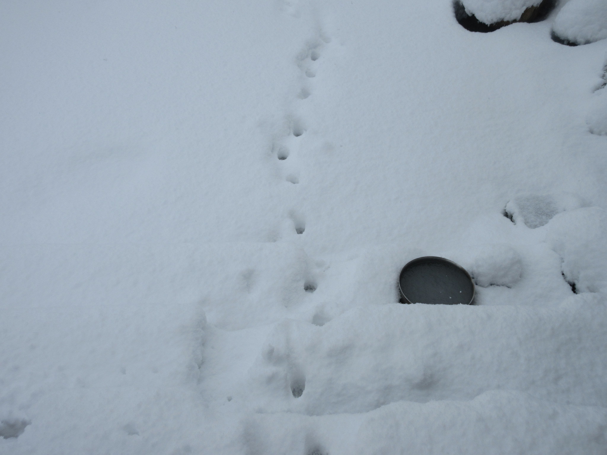 くーねこの怪我_a0203003_12532692.jpg