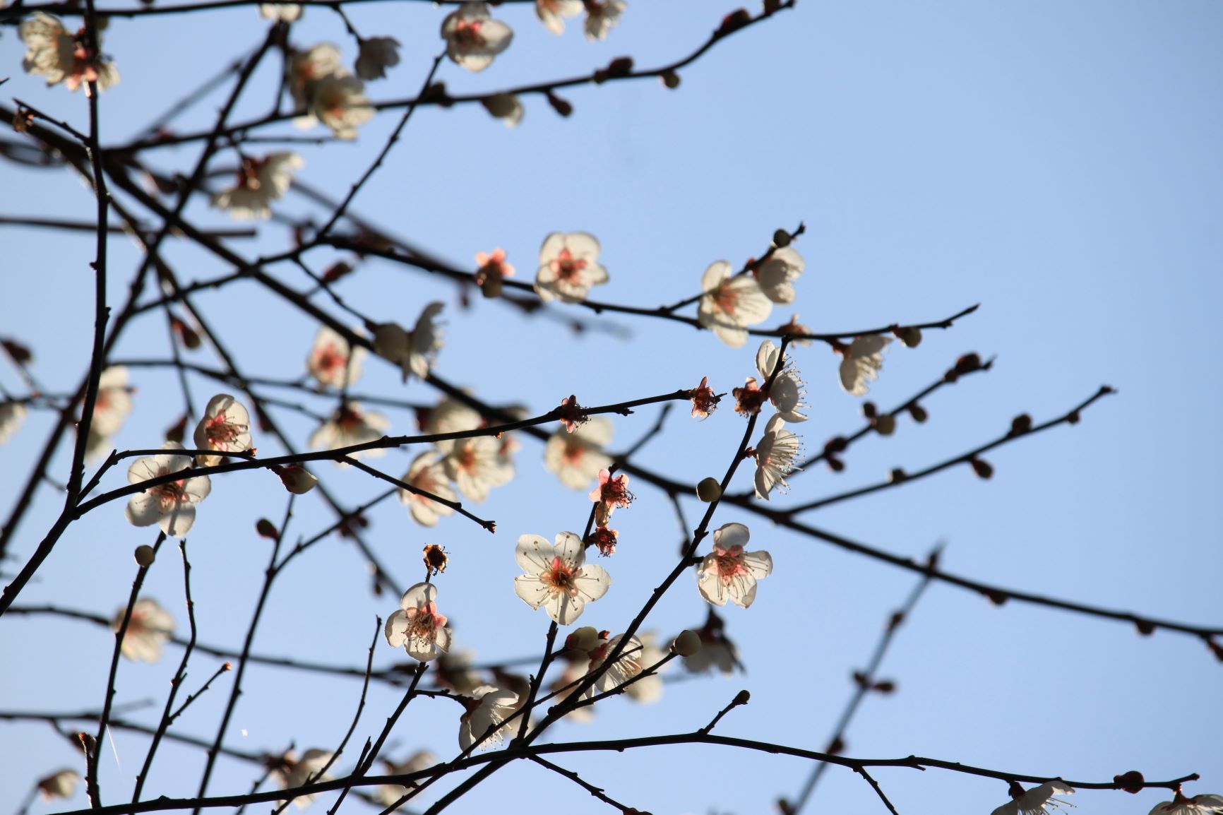 梅の花。_c0368903_15100845.jpg