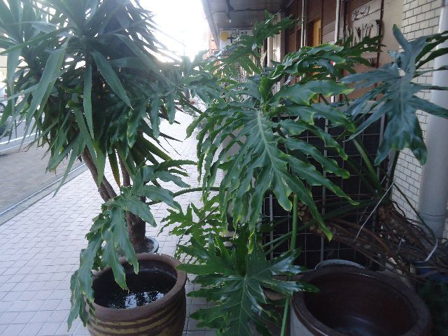 d0380237_06390508.jpg