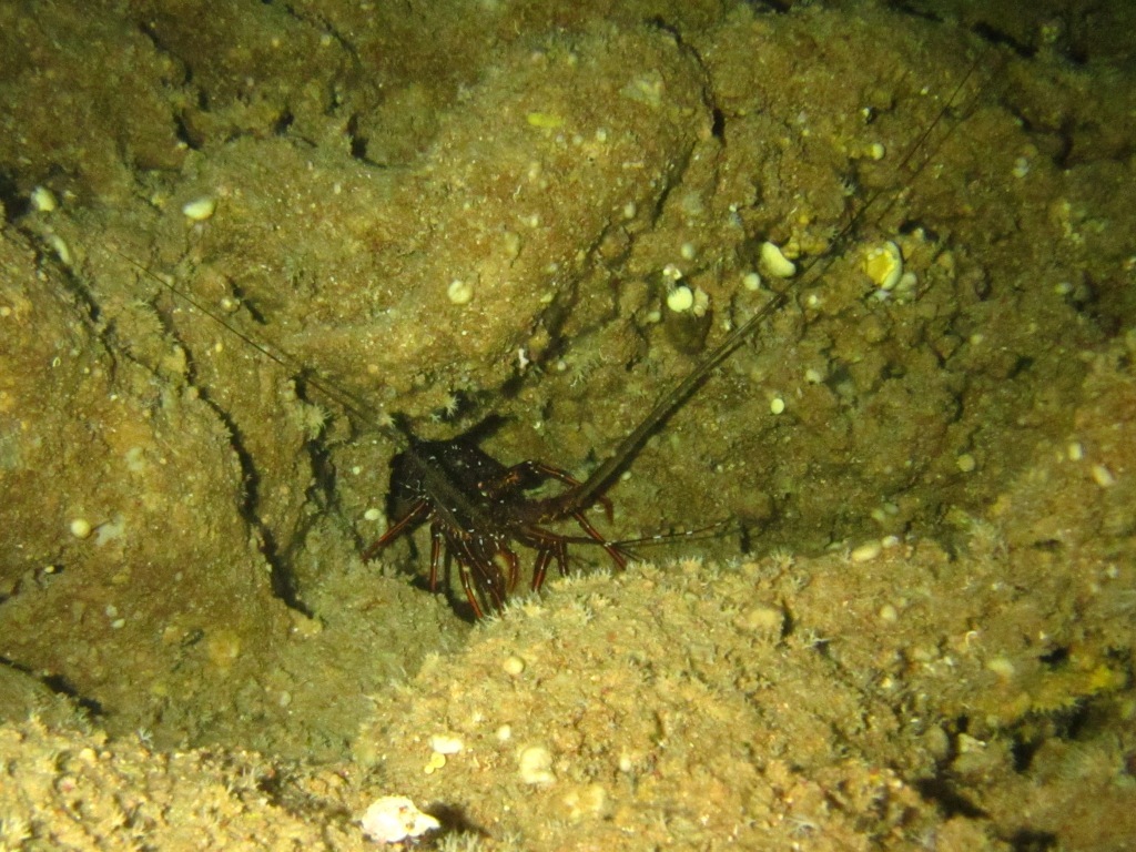 DIVE & RUN !!_a0189838_22414856.jpg