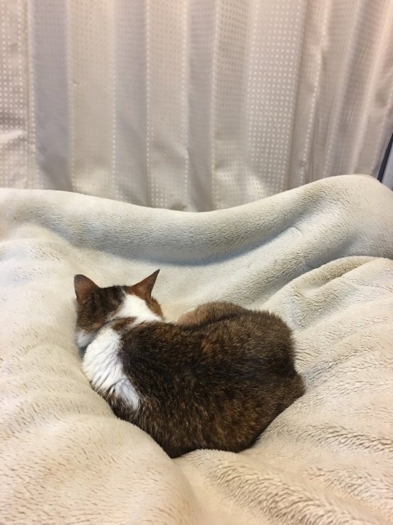 寝ずの番ではなく、寝ながら番_b0060239_21275038.jpeg