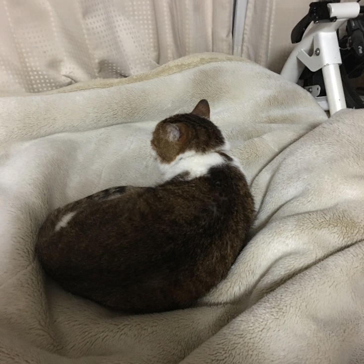 寝ずの番ではなく、寝ながら番_b0060239_21334289.jpeg