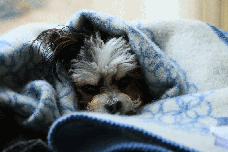 c0145250_10515578.gif