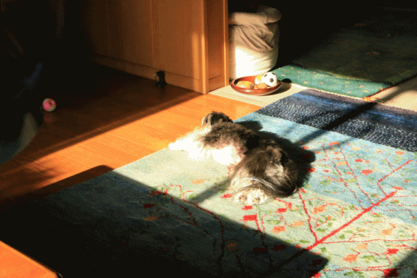 c0145250_10520143.gif