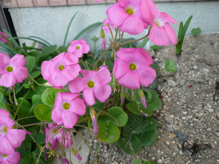 c0043055_10382548.jpg