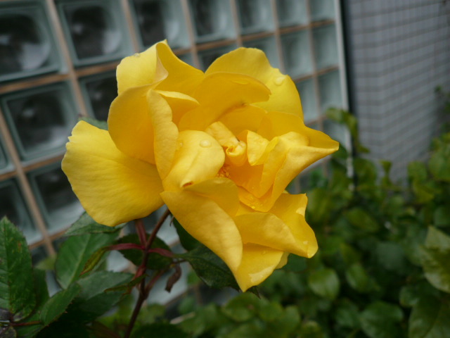 c0043055_10411467.jpg