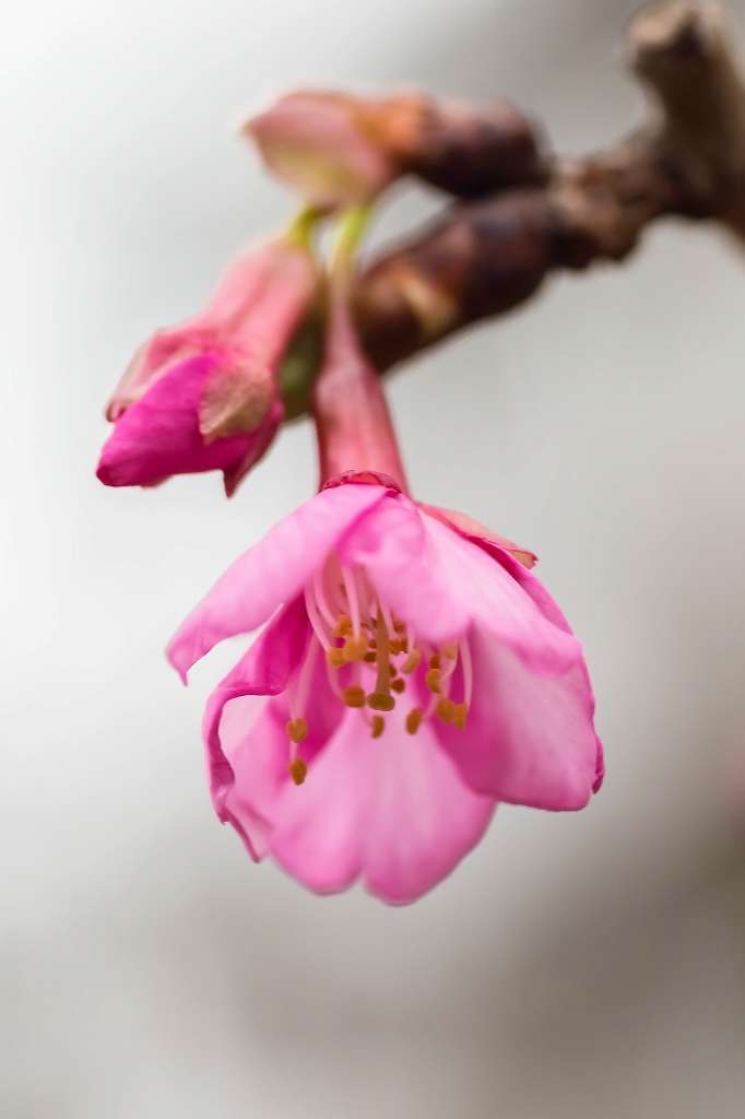 小寒緋桜が咲きました_f0044056_15201834.jpg