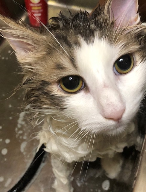 猫ちゃんのトリミング_e0367571_21455971.jpg