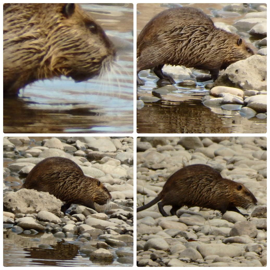 『翡翠(カワセミ)と海狸鼠(ヌートリア)』_d0054276_202479.jpg