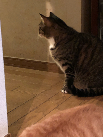 謎の残る事件( ノД`)_e0355177_16165839.jpg