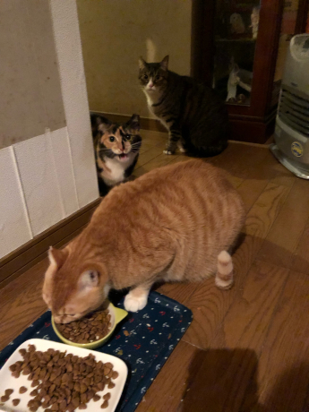謎の残る事件( ノД`)_e0355177_16165901.jpg