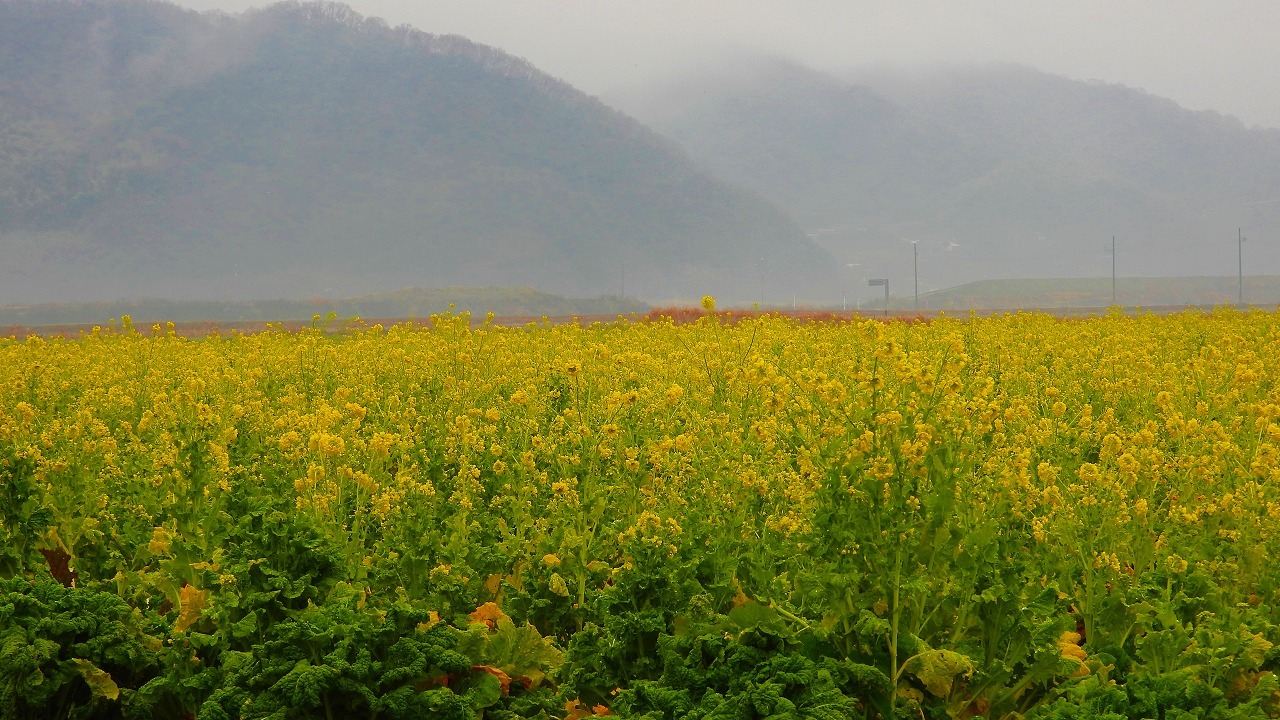 笠岡ベイファーム 菜の花 なんでもブログ 笠岡ベイファーム 菜の花 なんでもブログ