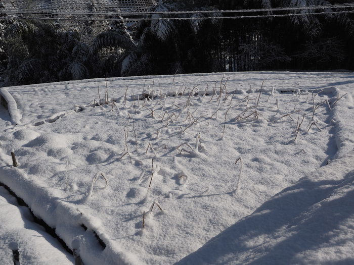 さぶやま方面と田んぼの雪景色など_c0116915_23365598.jpg