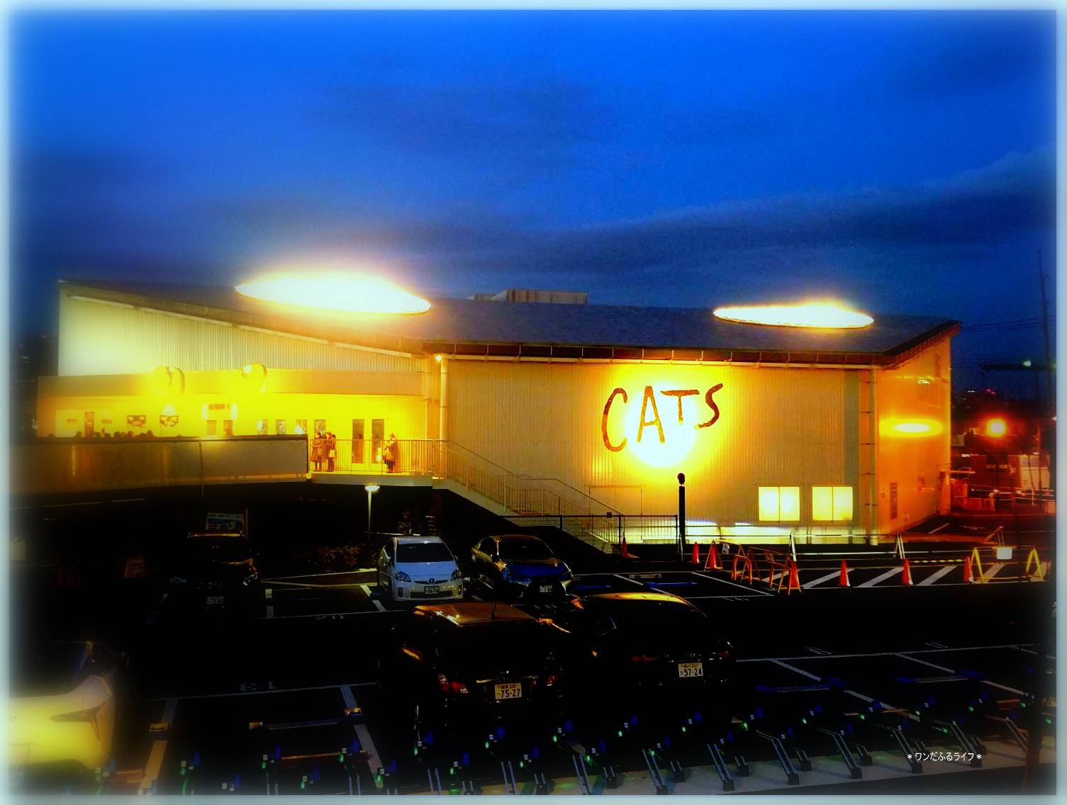 DOGSではなく『CATS』_d0317115_14274268.jpg