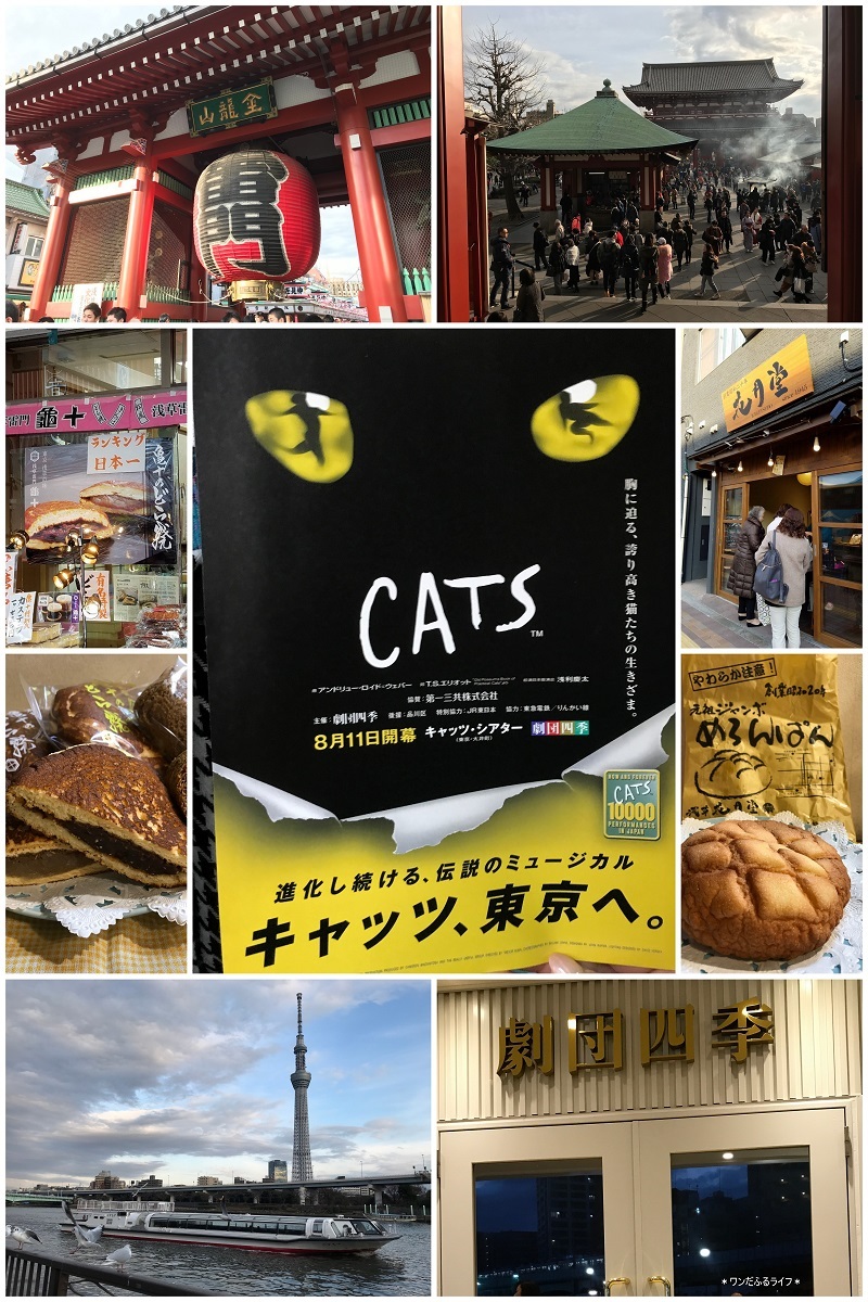 DOGSではなく『CATS』_d0317115_14275290.jpg