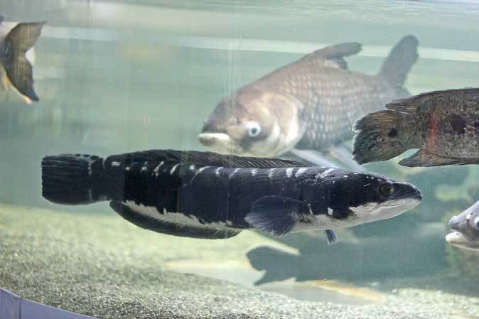 ド迫力 スネークヘッドとオバケ鯉 パーカーホ 東京タワー水族館 続々 動物園ありマス