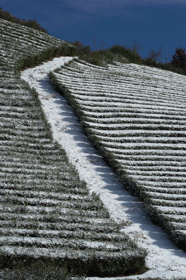 　大和の茶畑に雪！_b0408917_06572615.jpg