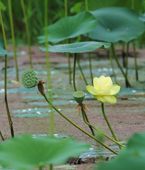 回顧　花編３_c0233349_16162228.jpg