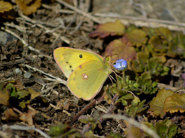 c0045352_08291343.jpg